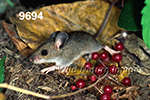 Peromyscus-leucopus